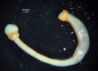 /album/galeria-de-fotos-aplacophora/aplacophora-3-jpg/